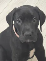 PRINCESS PINKY PIE, a female Great Dane for sale in Collinsville, IL – Photo 2 of 7