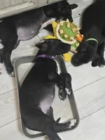 Baby Purple , a female Great Dane for sale in Collinsville, IL – Photo 6 of 6