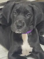 Baby Purple , a female Great Dane for sale in Collinsville, IL – Photo 5 of 6