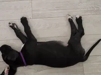 Baby Purple , a female Great Dane for sale in Collinsville, IL – Photo 2 of 6