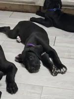 Baby Purple , a female Great Dane for sale in Collinsville, IL – Photo 3 of 6