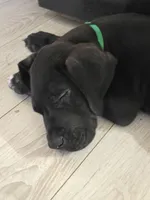 BABY GREEN, a male Great Dane for sale in Collinsville, IL – 4 of 6