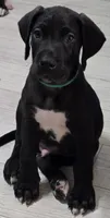 BABY GREEN, a male Great Dane for sale in Collinsville, IL – 3 of 6