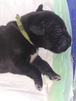 LIME GREEN, a male Great Dane for sale in Collinsville, IL – Photo 5 of 7