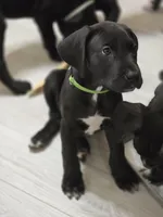 LIME GREEN, a male Great Dane for sale in Collinsville, IL – Photo 7 of 7