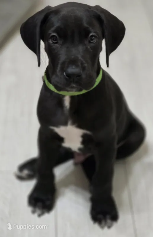 LIME GREEN – Great Dane puppy for sale in Collinsville, IL