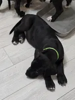 LIME GREEN, a male Great Dane for sale in Collinsville, IL – Photo 4 of 7