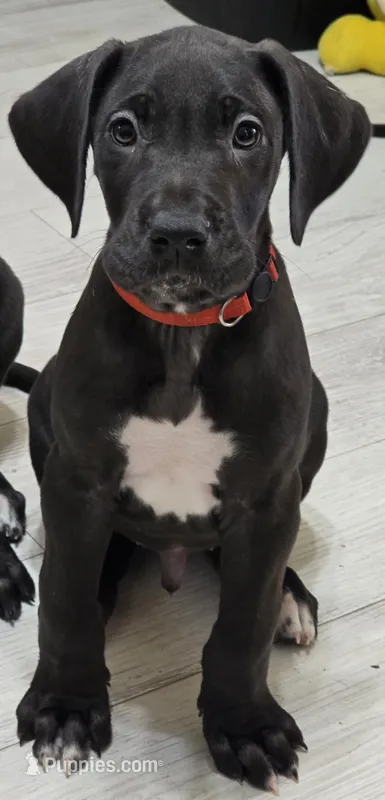 BIG RED, a male Great Dane for sale in Collinsville, IL – 1 of 7