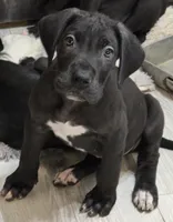 BABY ORANGE 🍊 , a male Great Dane for sale in Collinsville, IL – Photo 6 of 7