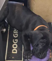 BABY ORANGE 🍊 , a male Great Dane for sale in Collinsville, IL – Photo 2 of 7