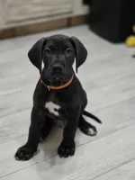 BABY ORANGE 🍊 , a male Great Dane for sale in Collinsville, IL – Photo 7 of 7