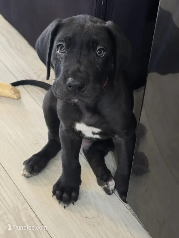 BABY ORANGE 🍊  – Great Dane puppy for sale in Collinsville, IL