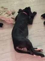 BABY ORANGE 🍊 , a male Great Dane for sale in Collinsville, IL – Photo 4 of 7