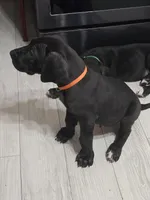 BABY ORANGE 🍊 , a male Great Dane for sale in Collinsville, IL – Photo 3 of 7