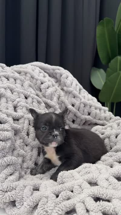 Queen Hera , a female French Bulldog for sale in Washington, DC – 3 of 3