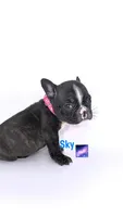 Sky , a female French Bulldog for sale in Washington, DC – 2 of 3