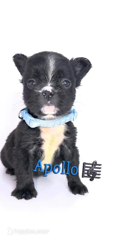 Apollo  – French Bulldog puppy for sale in Washington, DC