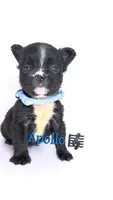 Apollo , a male French Bulldog for sale in Washington, DC – 1 of 3