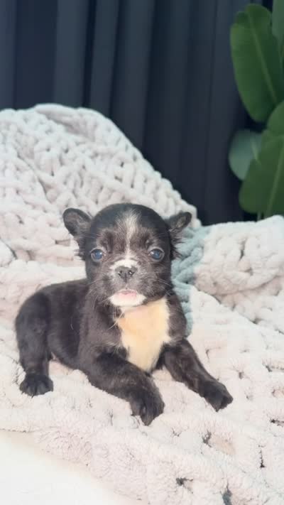 Apollo , a male French Bulldog for sale in Washington, DC – 3 of 3
