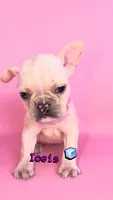 Iceis , a female French Bulldog for sale in Washington, DC – 2 of 3