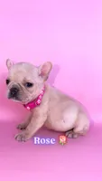 Rose , a female French Bulldog for sale in Washington, DC – 3 of 3