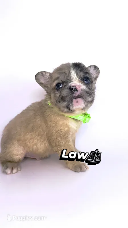 Law – French Bulldog puppy for sale in Washington, DC
