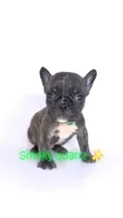 Smoky quartz , a male French Bulldog for sale in Washington, DC – 2 of 3