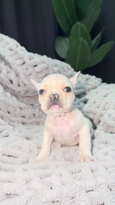 Iceis , a female French Bulldog for sale in Washington, DC – 3 of 3