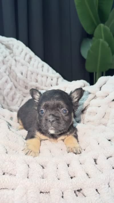 Tiger eye , a male French Bulldog for sale in Washington, DC – 3 of 3