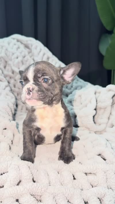 Sky , a female French Bulldog for sale in Washington, DC – 3 of 3