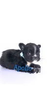 Apollo , a male French Bulldog for sale in Washington, DC – 2 of 3