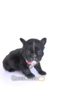 Queen Hera , a female French Bulldog for sale in Washington, DC – 2 of 3