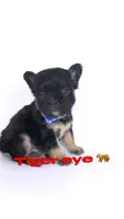 Tiger eye , a male French Bulldog for sale in Washington, DC – 2 of 3