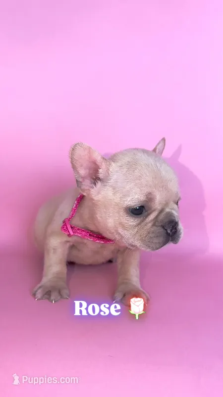 Rose  – French Bulldog puppy for sale in Washington, DC