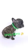 Smoky quartz , a male French Bulldog for sale in Washington, DC – 1 of 3