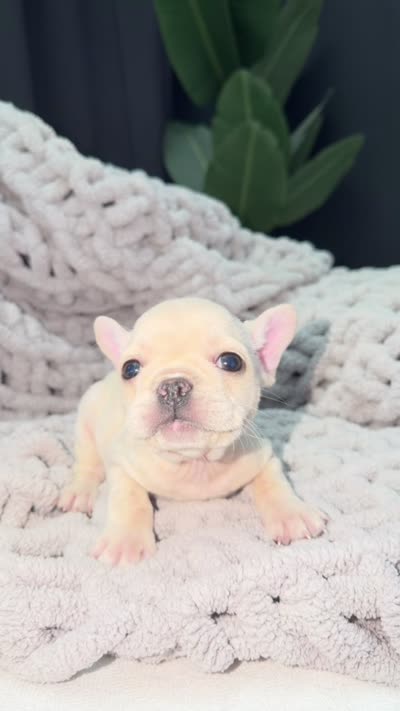 Rose , a female French Bulldog for sale in Washington, DC – 2 of 3