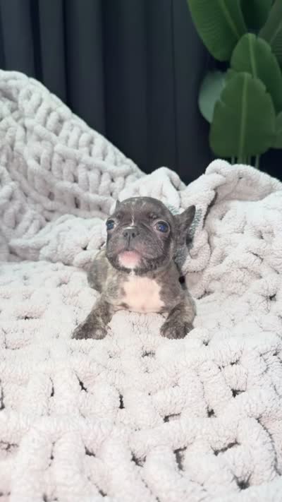 Smoky quartz , a male French Bulldog for sale in Washington, DC – 3 of 3