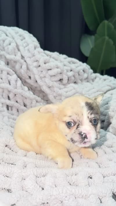 Law, a male French Bulldog for sale in Washington, DC – 3 of 3