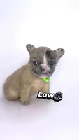 Law, a male French Bulldog for sale in Washington, DC – 2 of 3