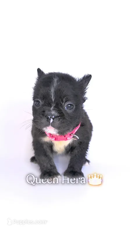 Queen Hera  – French Bulldog puppy for sale in Washington, DC