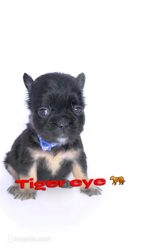Tiger eye  – French Bulldog puppy for sale in Washington, DC