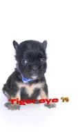 Tiger eye , a male French Bulldog for sale in Washington, DC – 1 of 3
