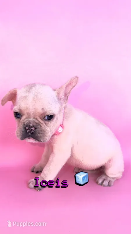 Iceis  – French Bulldog puppy for sale in Washington, DC
