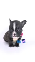 Sky , a female French Bulldog for sale in Washington, DC – 1 of 3