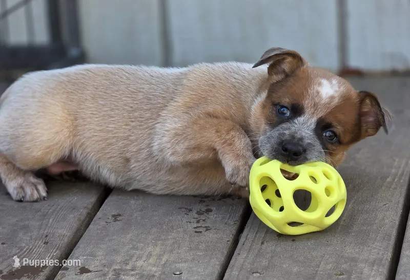 Floyd – Australian Cattle Dog puppy for sale in Red Bluff, CA