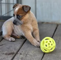 Floyd, a male Australian Cattle Dog for sale in Red Bluff, CA – 3 of 5