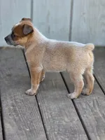 Floyd, a male Australian Cattle Dog for sale in Red Bluff, CA – 5 of 5