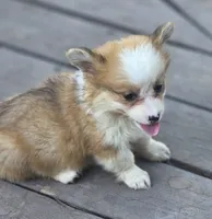 Rose, a female Pembroke Welsh Corgi for sale in Red Bluff, CA – 2 of 2