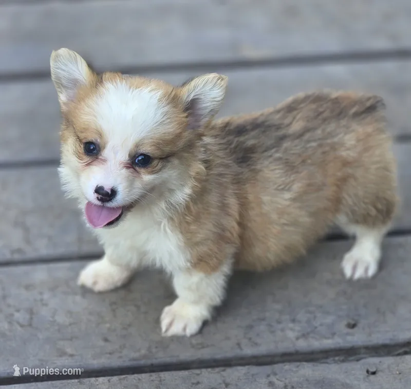 Rose – Pembroke Welsh Corgi puppy for sale in Red Bluff, CA