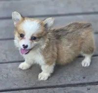 Rose, a female Pembroke Welsh Corgi for sale in Red Bluff, CA – 1 of 2